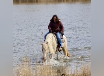 Gypsy Horse, Mare, 4 years, Palomino