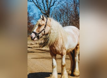 Gypsy Horse, Mare, 4 years, Palomino