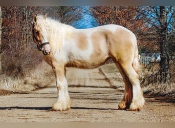 Gypsy Horse, Mare, 4 years, Palomino