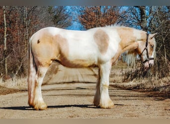 Gypsy Horse, Mare, 4 years, Palomino