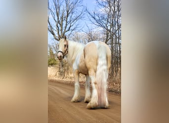 Gypsy Horse, Mare, 4 years, Palomino