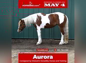 Gypsy Horse Mix, Mare, 4 years, Pinto