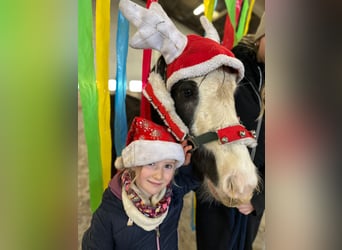 Gypsy Horse, Mare, 5 years, 12,1 hh, Black