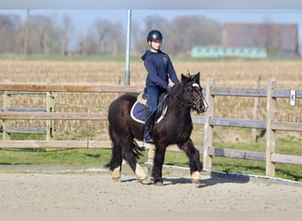 Gypsy Horse, Mare, 5 years, 12,1 hh, Black