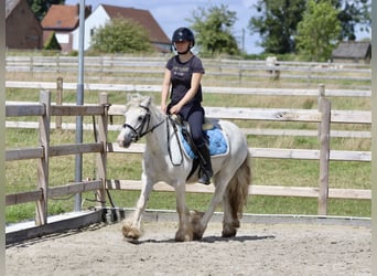 Gypsy Horse, Mare, 5 years, 12.1 hh, Gray-Blue-Tan