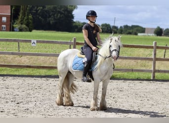 Gypsy Horse, Mare, 5 years, 12.1 hh, Gray-Blue-Tan