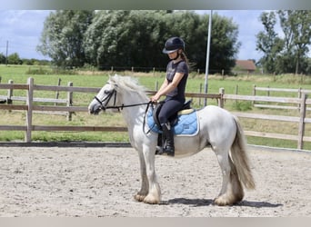 Gypsy Horse, Mare, 5 years, 12.1 hh, Gray-Blue-Tan