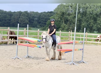 Gypsy Horse, Mare, 5 years, 12.1 hh, Gray-Blue-Tan