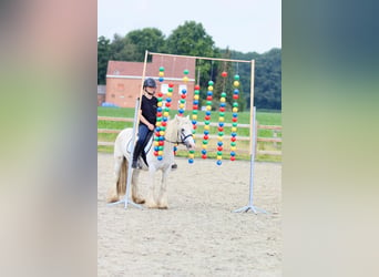 Gypsy Horse, Mare, 5 years, 12.1 hh, Gray-Blue-Tan