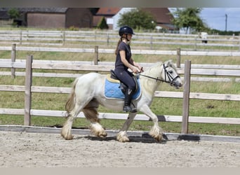 Gypsy Horse, Mare, 5 years, 12.1 hh, Gray-Blue-Tan