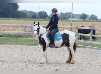 Gypsy Horse, Mare, 5 years, 12.1 hh, Pinto