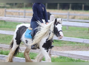 Gypsy Horse, Mare, 5 years, 12.1 hh, Pinto