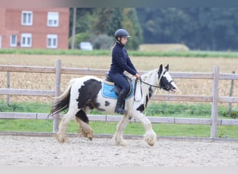 Gypsy Horse, Mare, 5 years, 12.1 hh, Pinto