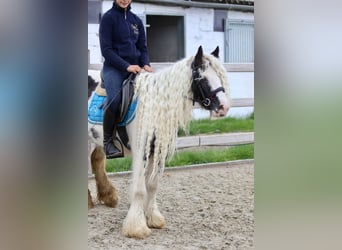 Gypsy Horse, Mare, 5 years, 12.1 hh, Pinto