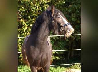 Gypsy Horse, Mare, 5 years, 12.2 hh, Black