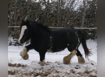 Gypsy Horse, Mare, 5 years, 12.2 hh, Black