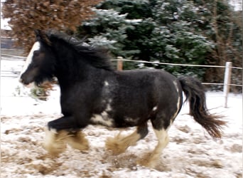 Gypsy Horse, Mare, 5 years, 12.2 hh, Black