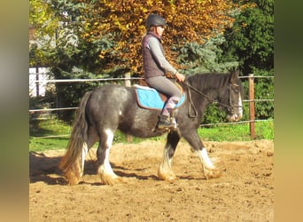 Gypsy Horse, Mare, 5 years, 12.2 hh, Black