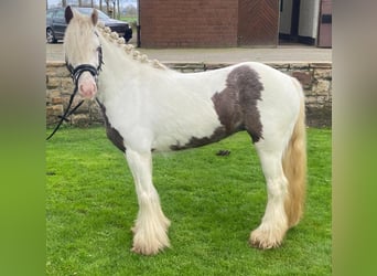 Gypsy Horse, Mare, 5 years, 12.2 hh, Pinto