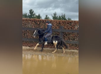 Gypsy Horse Mix, Mare, 5 years, 12.2 hh, Pinto