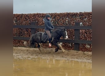 Gypsy Horse Mix, Mare, 5 years, 12.2 hh, Pinto