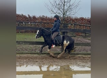 Gypsy Horse Mix, Mare, 5 years, 12.2 hh, Pinto