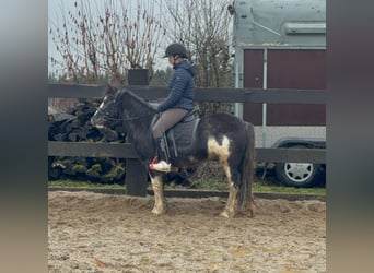 Gypsy Horse Mix, Mare, 5 years, 12.2 hh, Pinto
