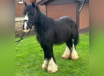 Gypsy Horse, Mare, 5 years, 12.3 hh, Black