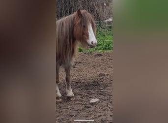 Gypsy Horse, Mare, 5 years, 12.3 hh