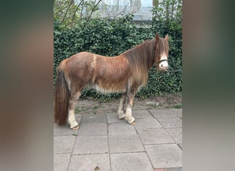 Gypsy Horse, Mare, 5 years, 12.3 hh
