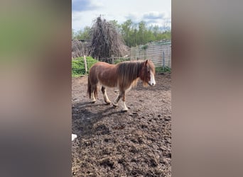 Gypsy Horse, Mare, 5 years, 12.3 hh