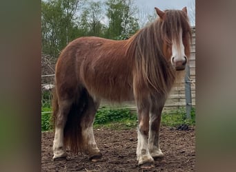 Gypsy Horse, Mare, 5 years, 12.3 hh