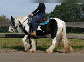 Gypsy Horse, Mare, 5 years, 12.3 hh, Pinto