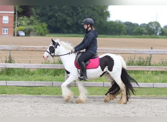 Gypsy Horse, Mare, 5 years, 12.3 hh, Pinto