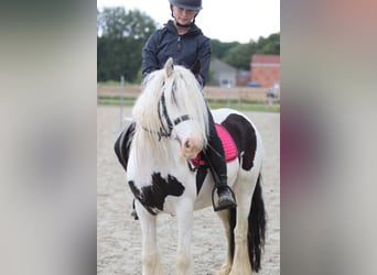 Gypsy Horse, Mare, 5 years, 12.3 hh, Pinto