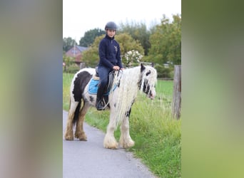 Gypsy Horse, Mare, 5 years, 12,1 hh, Pinto