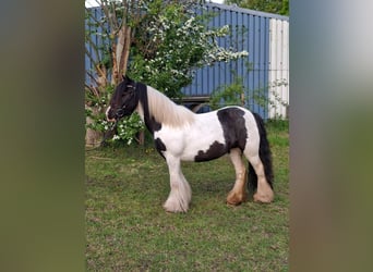 Gypsy Horse, Mare, 5 years, 12,1 hh, Pinto
