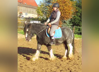 Gypsy Horse, Mare, 5 years, 12,2 hh, Black