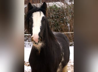 Gypsy Horse, Mare, 5 years, 12,2 hh, Black