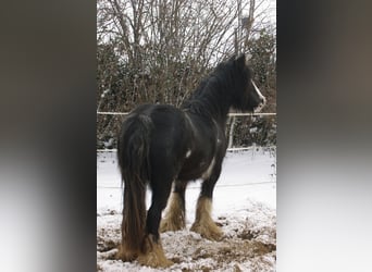 Gypsy Horse, Mare, 5 years, 12,2 hh, Black
