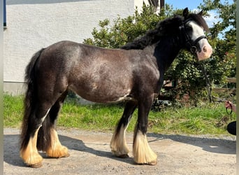 Gypsy Horse Mix, Mare, 5 years, 12,2 hh, Black