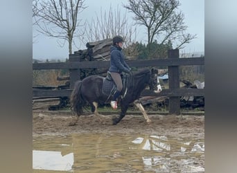 Gypsy Horse Mix, Mare, 5 years, 12,2 hh, Pinto