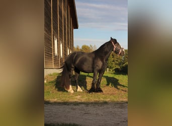 Gypsy Horse, Mare, 5 years, 13,1 hh, Black