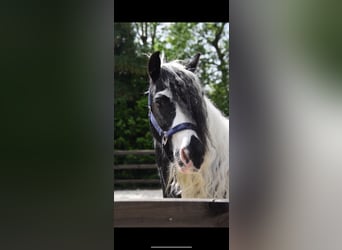 Gypsy Horse, Mare, 5 years, 13.1 hh, Gray-Dark-Tan