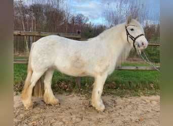 Gypsy Horse, Mare, 5 years, 13,1 hh, Gray