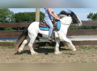 Gypsy Horse, Mare, 5 years, 13.1 hh, Pinto