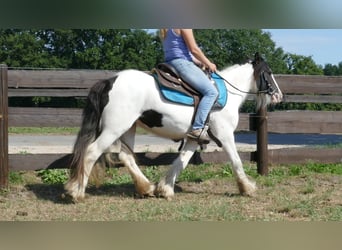 Gypsy Horse, Mare, 5 years, 13.1 hh, Pinto