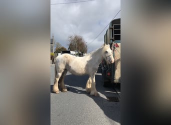 Gypsy Horse, Mare, 5 years, 13.1 hh, White