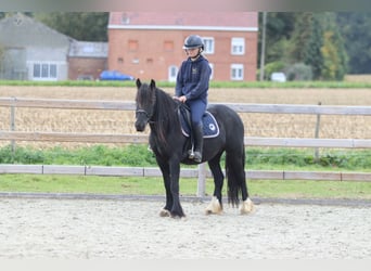 Gypsy Horse, Mare, 5 years, 13.2 hh, Black