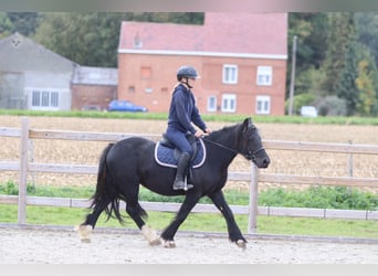 Gypsy Horse, Mare, 5 years, 13.2 hh, Black